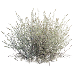 Plant Fiber